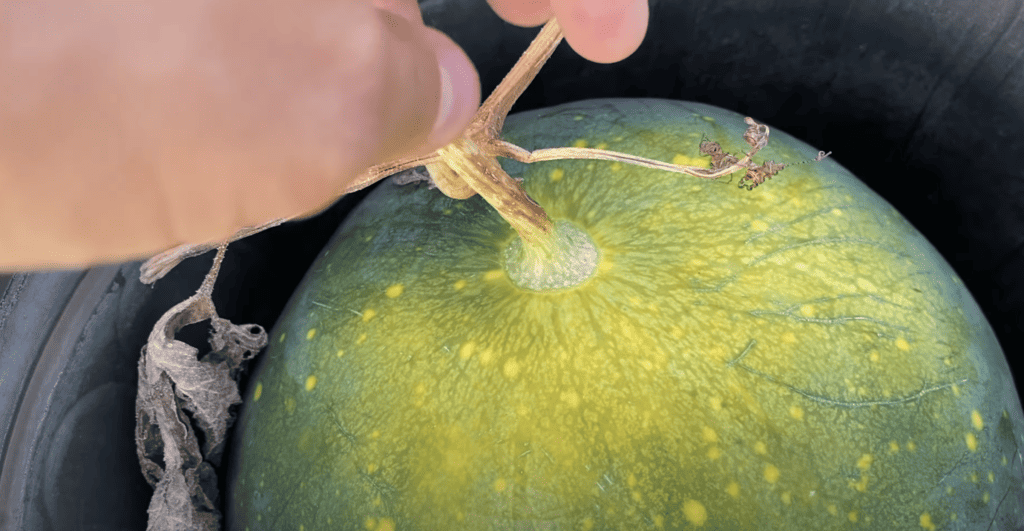 Dried tendril on watermelon